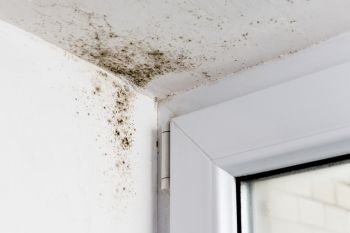 Mold Remediation in Los Angeles, California by Dependable Restoration Inc