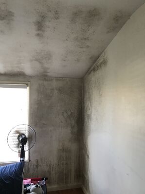 Mold Remediation in Inglewood, CA (1)